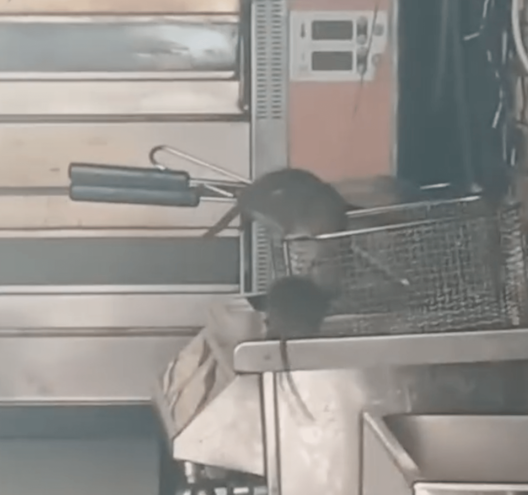 Ratten in de frituurpan aan de Javastraat