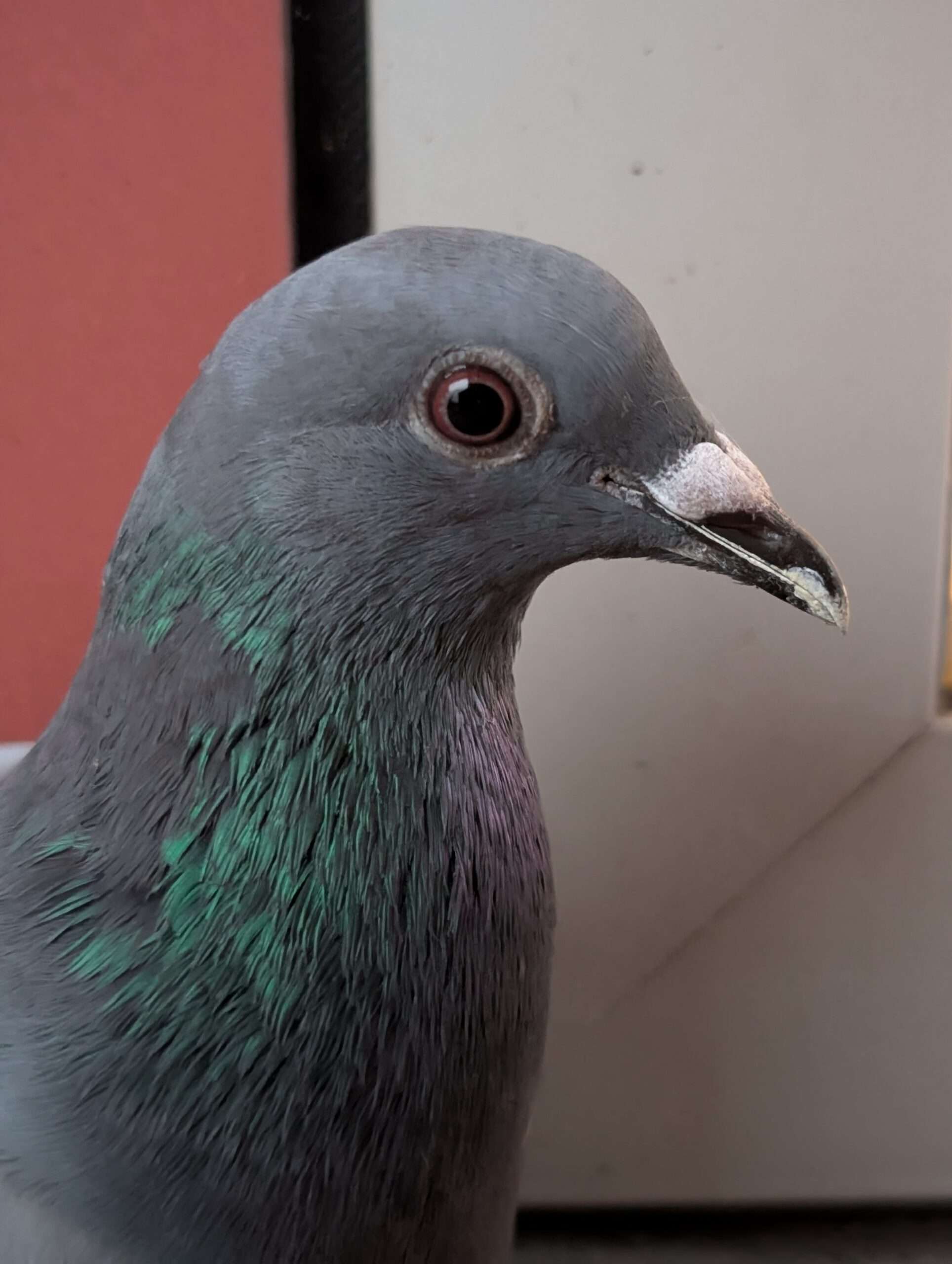 Postduif en profil