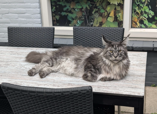 Kat in het raskattencafé